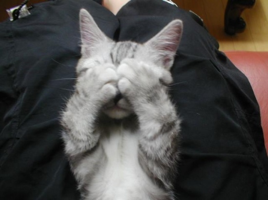 케이 이거 진짜 고양이같지않아??ㅋㅋㅋㅋㅋ | 인스티즈