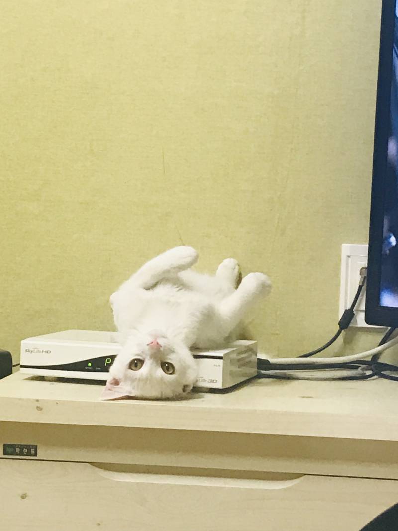 우리 고양이 누운고 너무 귀엽잖아ㅠ.ㅠ | 인스티즈