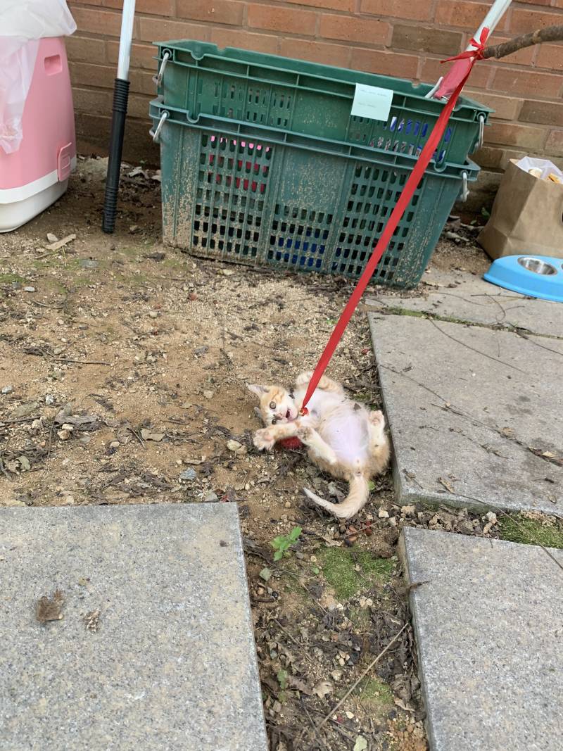 할거 없어서 학교 아가 고양이 놀아줬어 | 인스티즈