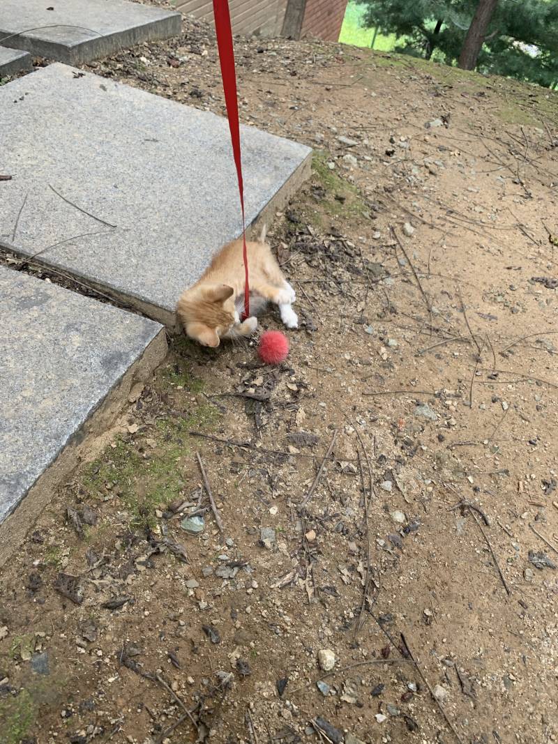 할거 없어서 학교 아가 고양이 놀아줬어 | 인스티즈