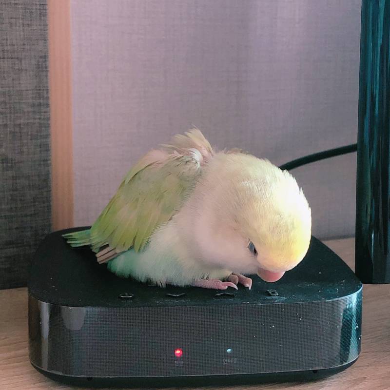 우리집 애기 자는거 너무 귀여워ㅠ | 인스티즈