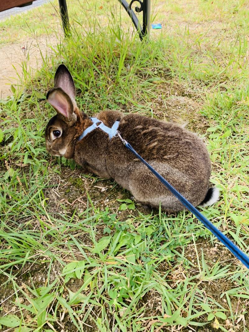 울토끼 오늘 산책나갔는데 이런소리 살다살다 첨들어ㅋㅋㅋㅋㅋㅋㅋㅋㅋㅋㅋㅋㅋㅋㅋㅋㅋㅋ | 인스티즈