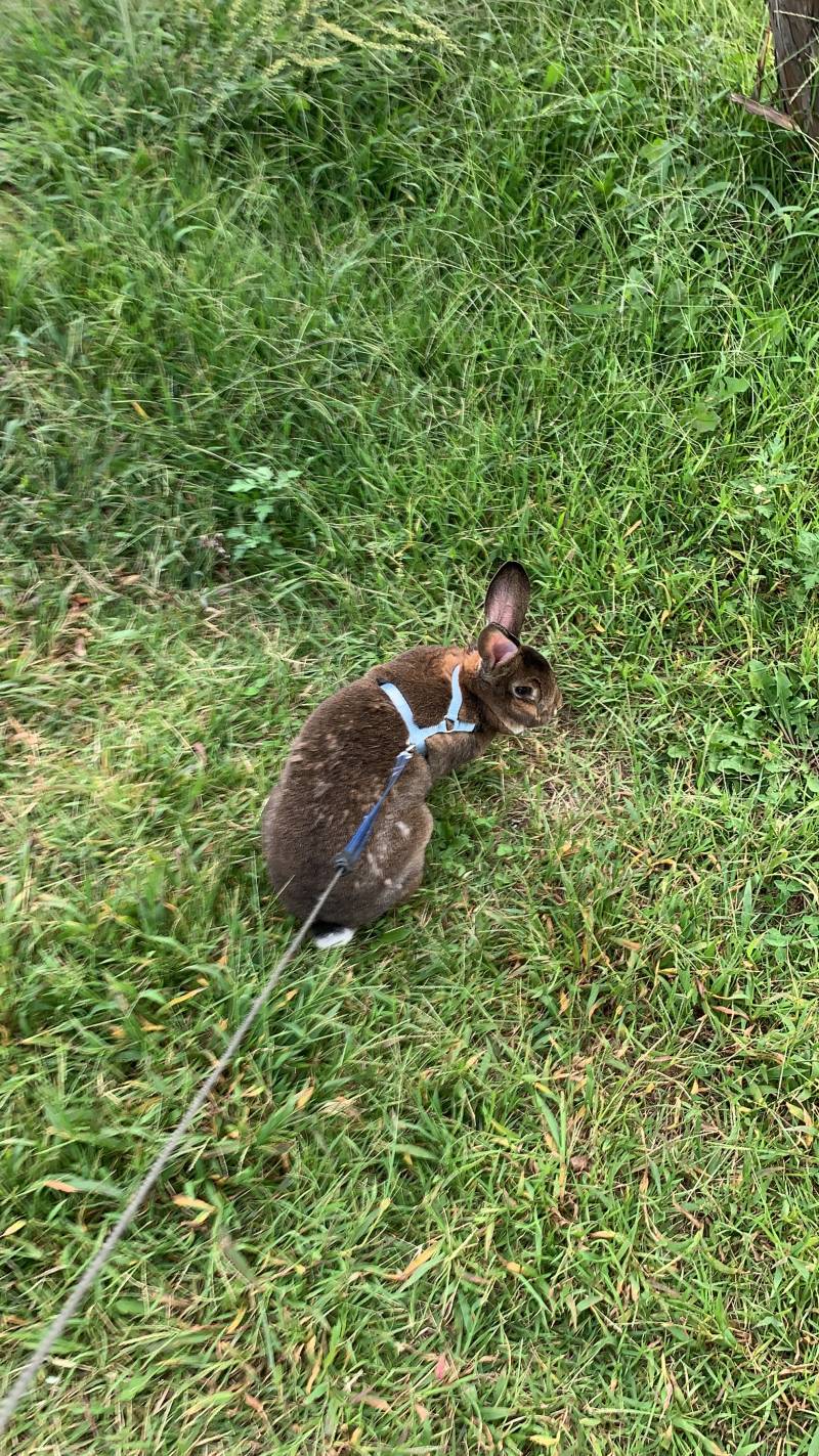 울토끼 오늘 산책나갔는데 이런소리 살다살다 첨들어ㅋㅋㅋㅋㅋㅋㅋㅋㅋㅋㅋㅋㅋㅋㅋㅋㅋㅋ | 인스티즈