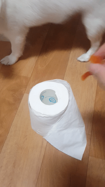 댕댕이좀봐줘 | 인스티즈