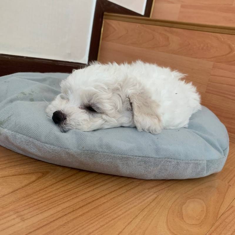 솔직히 이거 진짜 에바 귀여움이야 ㅇㅈ? | 인스티즈