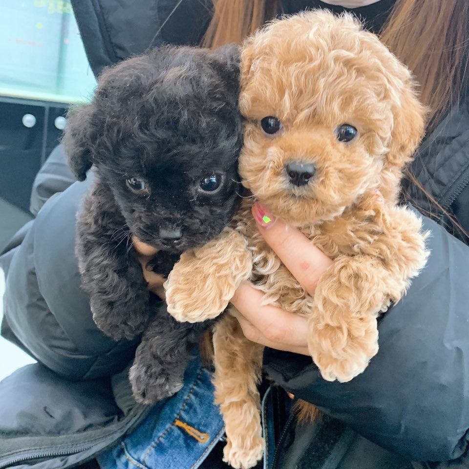 지금 아이들 브이앱에 멤버들이 10달동안 기른 강아지들 나와 | 인스티즈