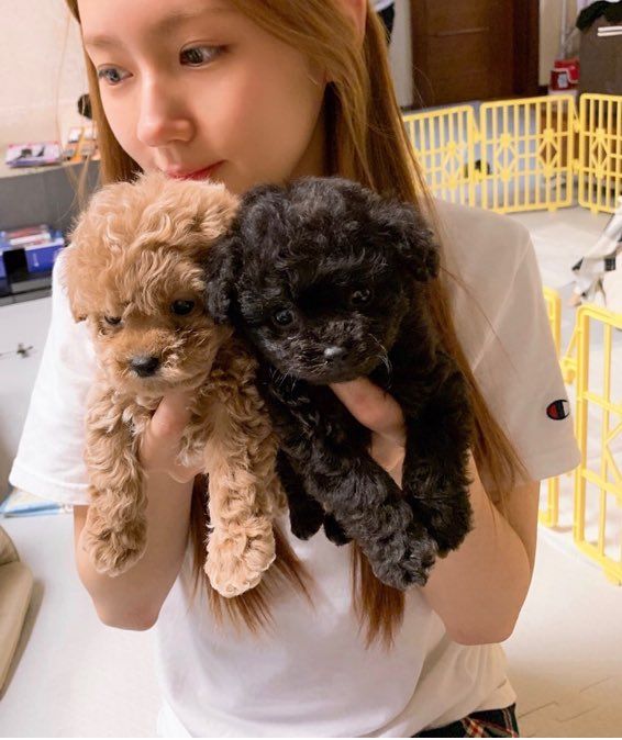 강아지들끼리 싸우자 누가 먼저 싸움걸었냐고 묻는 아이돌 | 인스티즈