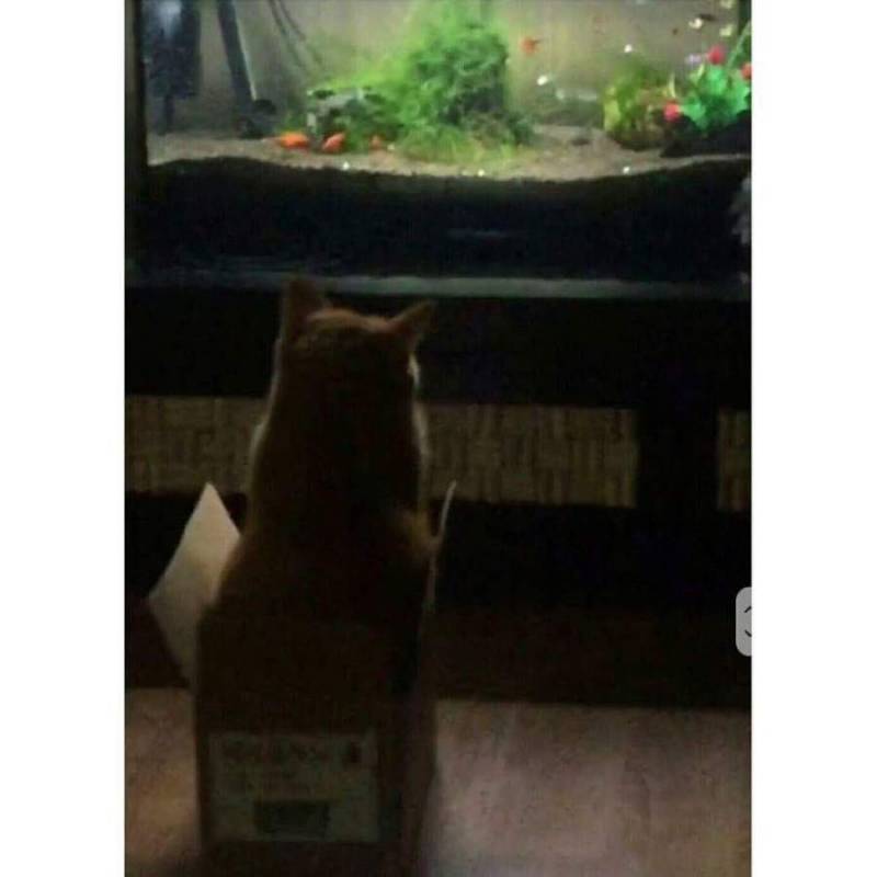 카페 주인장이 쿠키를 굽는데 자꾸 청설모가 주변을 기웃거리길래 쿠키를 하나 줬더니 | 인스티즈