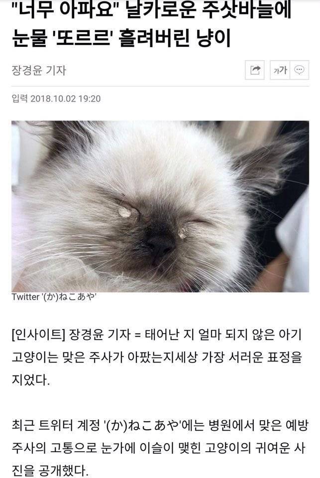 카페 주인장이 쿠키를 굽는데 자꾸 청설모가 주변을 기웃거리길래 쿠키를 하나 줬더니 | 인스티즈