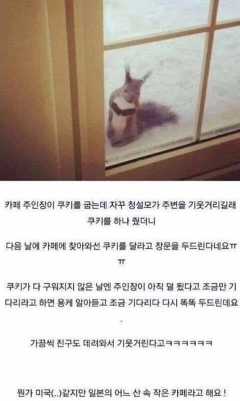 카페 주인장이 쿠키를 굽는데 자꾸 청설모가 주변을 기웃거리길래 쿠키를 하나 줬더니 | 인스티즈