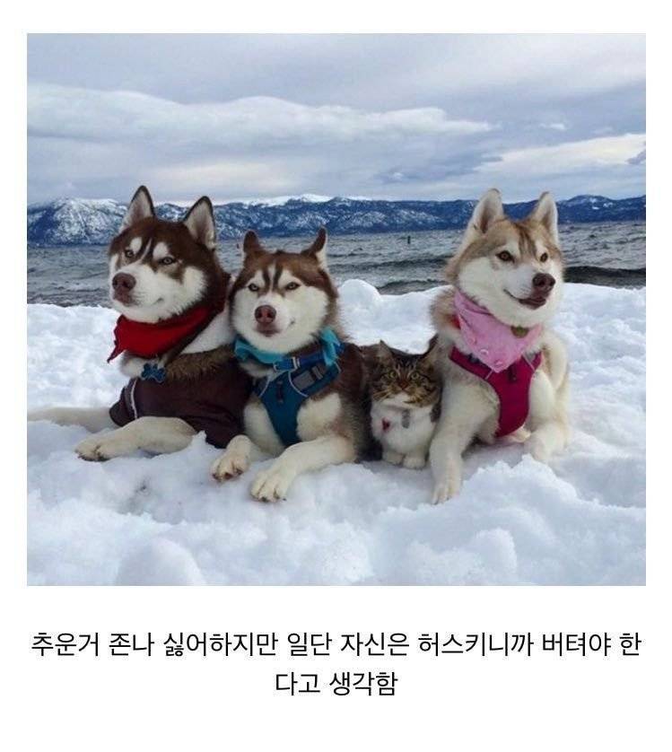 카페 주인장이 쿠키를 굽는데 자꾸 청설모가 주변을 기웃거리길래 쿠키를 하나 줬더니 | 인스티즈