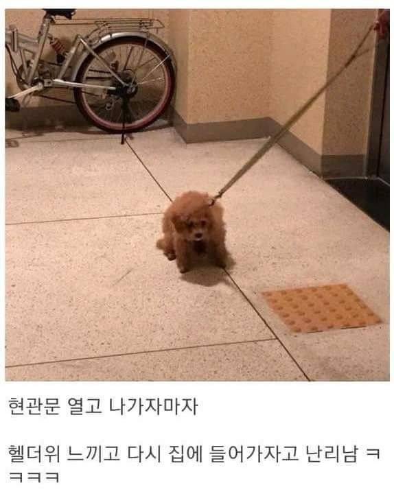 카페 주인장이 쿠키를 굽는데 자꾸 청설모가 주변을 기웃거리길래 쿠키를 하나 줬더니 | 인스티즈