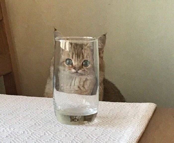 카페 주인장이 쿠키를 굽는데 자꾸 청설모가 주변을 기웃거리길래 쿠키를 하나 줬더니 | 인스티즈