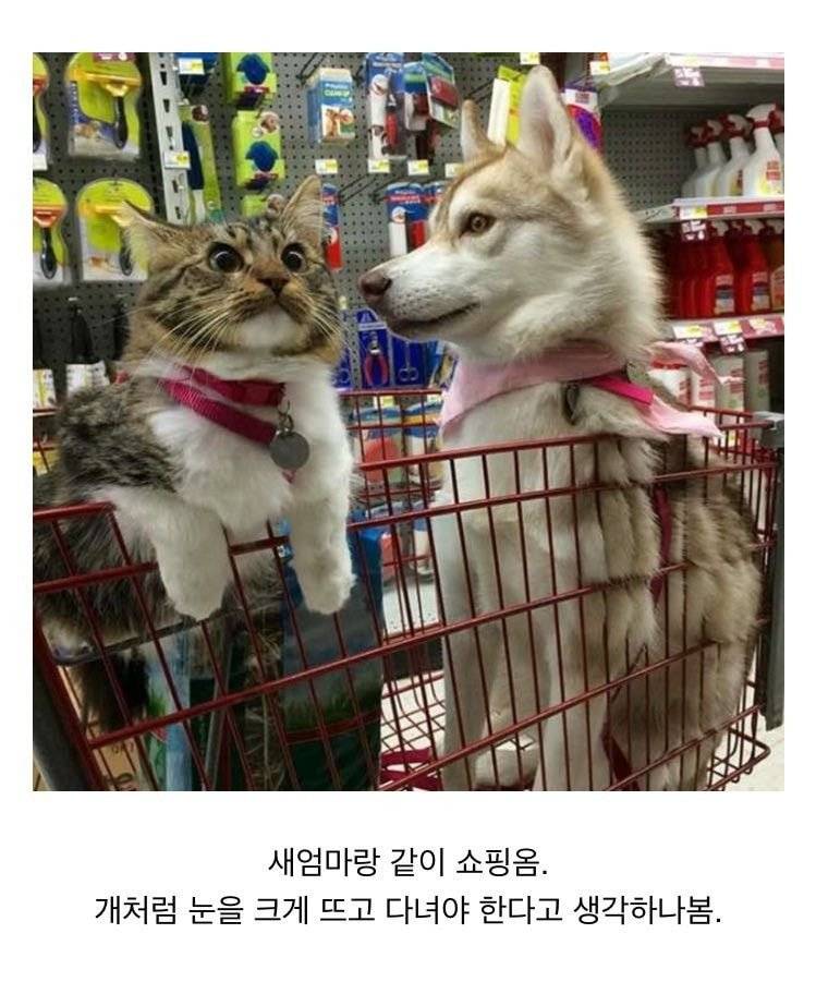 카페 주인장이 쿠키를 굽는데 자꾸 청설모가 주변을 기웃거리길래 쿠키를 하나 줬더니 | 인스티즈