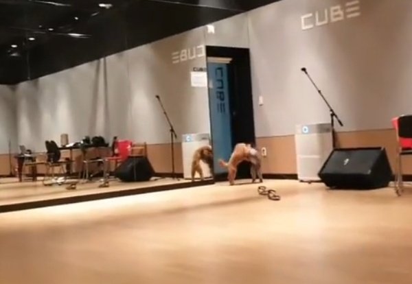 강아지들끼리 싸우자 누가 먼저 싸움걸었냐고 묻는 아이돌 | 인스티즈