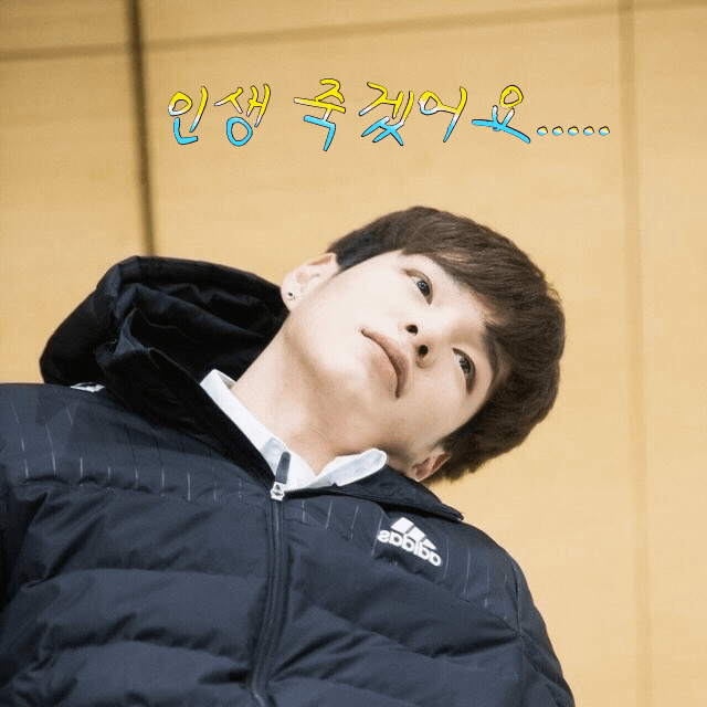 갑자기 빅톤이들의 애완견/묘 자랑을 해보겠어요 | 인스티즈