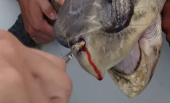 너네 그거 알아? 바다거북이 코에 빨대 박힌 사진(죄책감주의) | 인스티즈