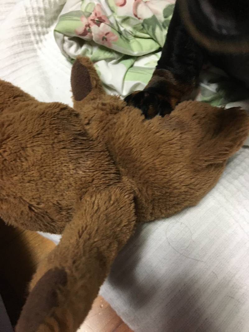 곰돌이 : 살..려줘.. | 인스티즈