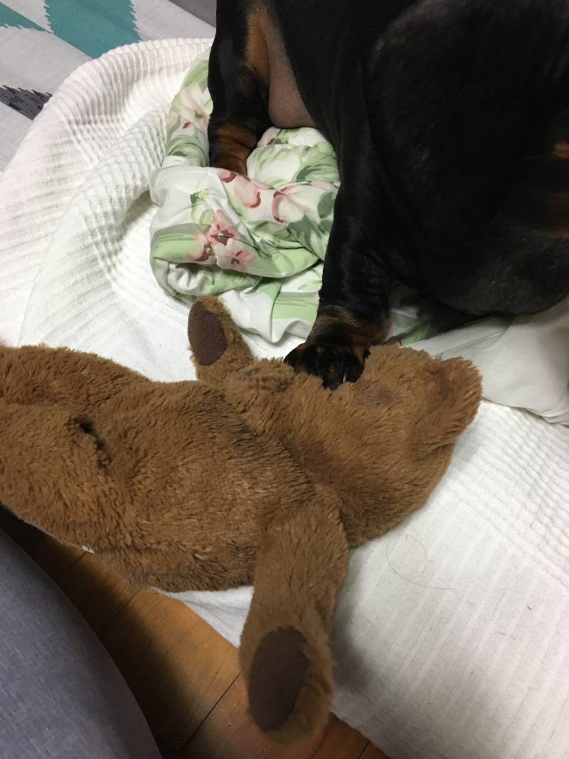 곰돌이 : 살..려줘.. | 인스티즈