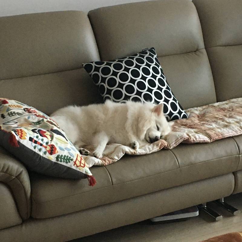 우리 강아지 너무 귀엽지..?.?.??.?ㅜㅜㅜ | 인스티즈