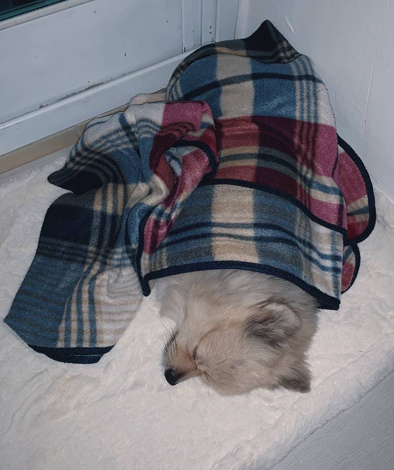 추운데 왜 베란다에서 자는고야ㅠㅠㅠㅠ | 인스티즈