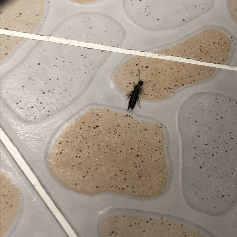 익들아 구민데 그 살에 닿으면 아프다는 별레 맞아? +아니래!! | 인스티즈