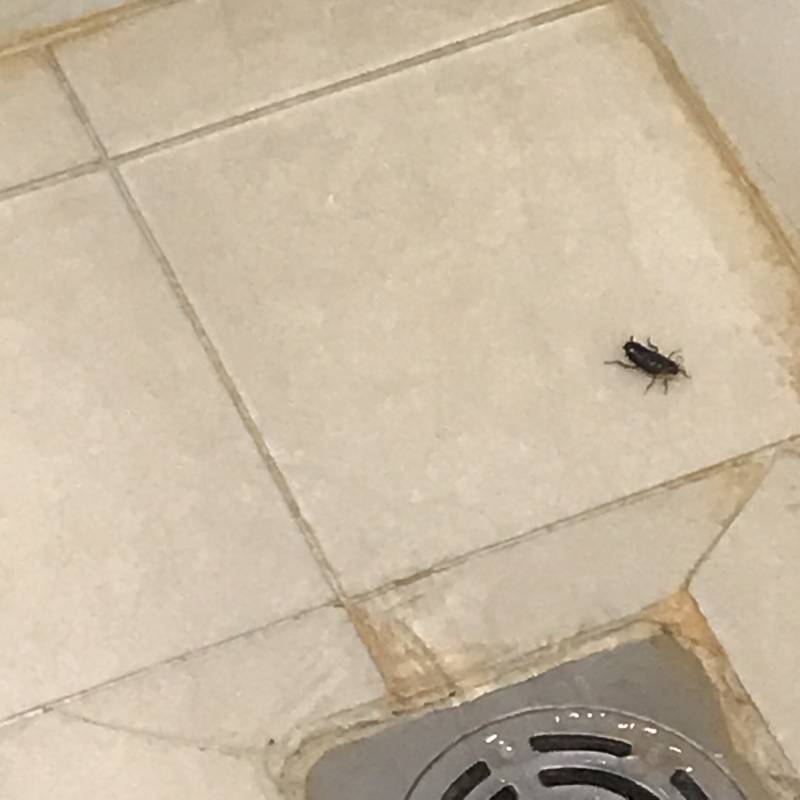 아니미친나알바갈려고씻을려고 물딱 틀었는데 샤워기에 바퀴벌래있음 (혐오주의) | 인스티즈