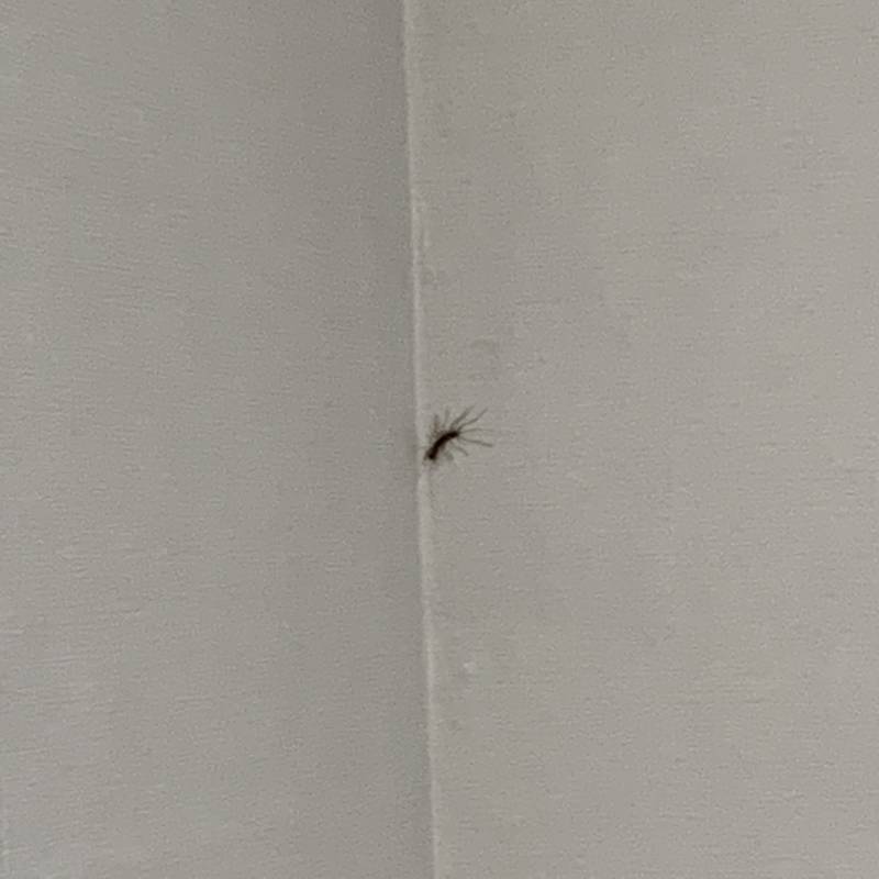 이런 벌레 어떻게 잡아야해ㅠ!????? 사진있어ㅠㅠ조ㅛㅣㄴ | 인스티즈