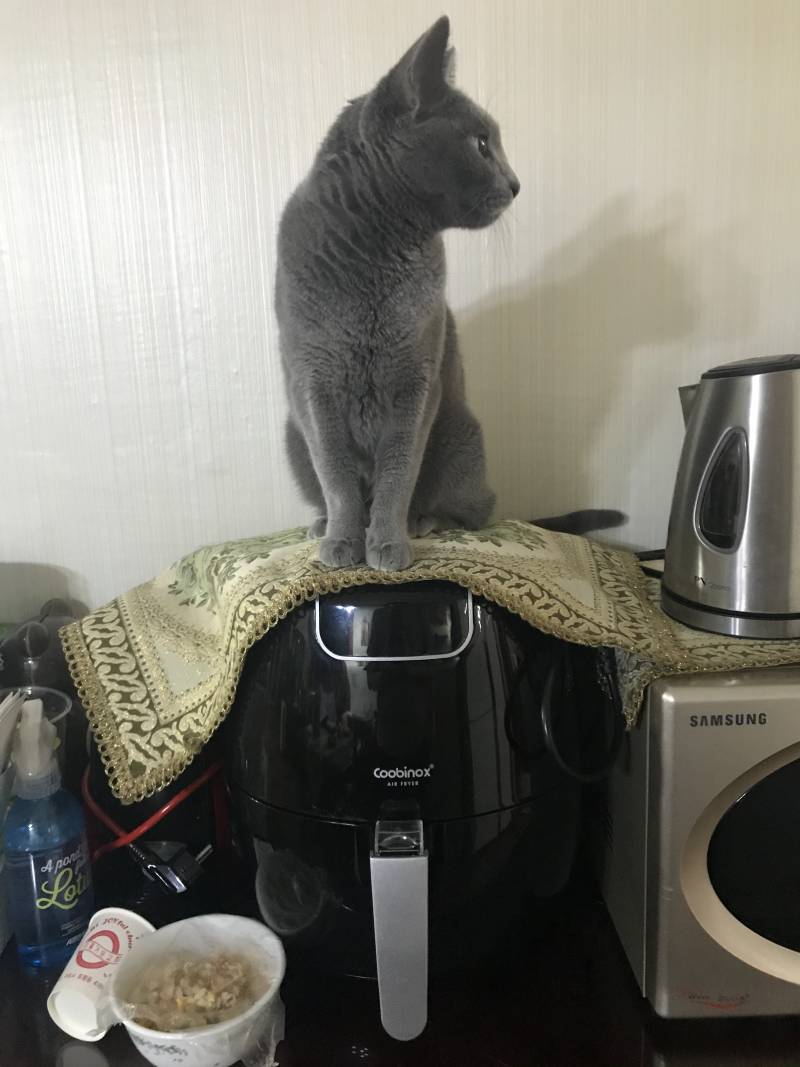 에어프라이어를 지배하는 고양 | 인스티즈