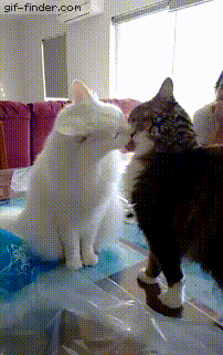 집사들아꙼̈ㅋㅋㅋㅋㅋㅋㅋㅋㅋ이거 고양이 ㄹㅇ 왜 싸우는거야?ㅋㅋㅋㅋㅋㅋㅋㅋㅋㅋㅋㅋㅋ | 인스티즈