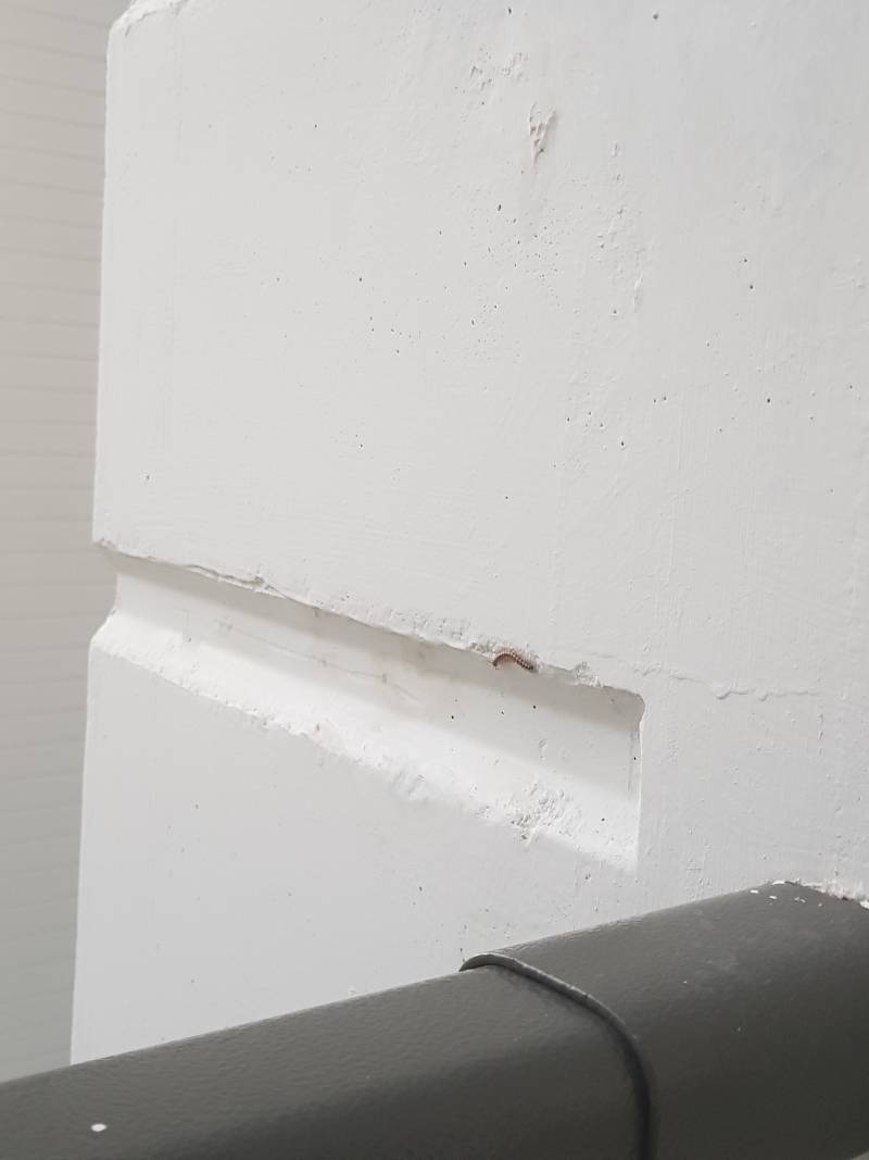 아침이면 어김없이 인사하러 오는 녀석들(벌레 주의) | 인스티즈