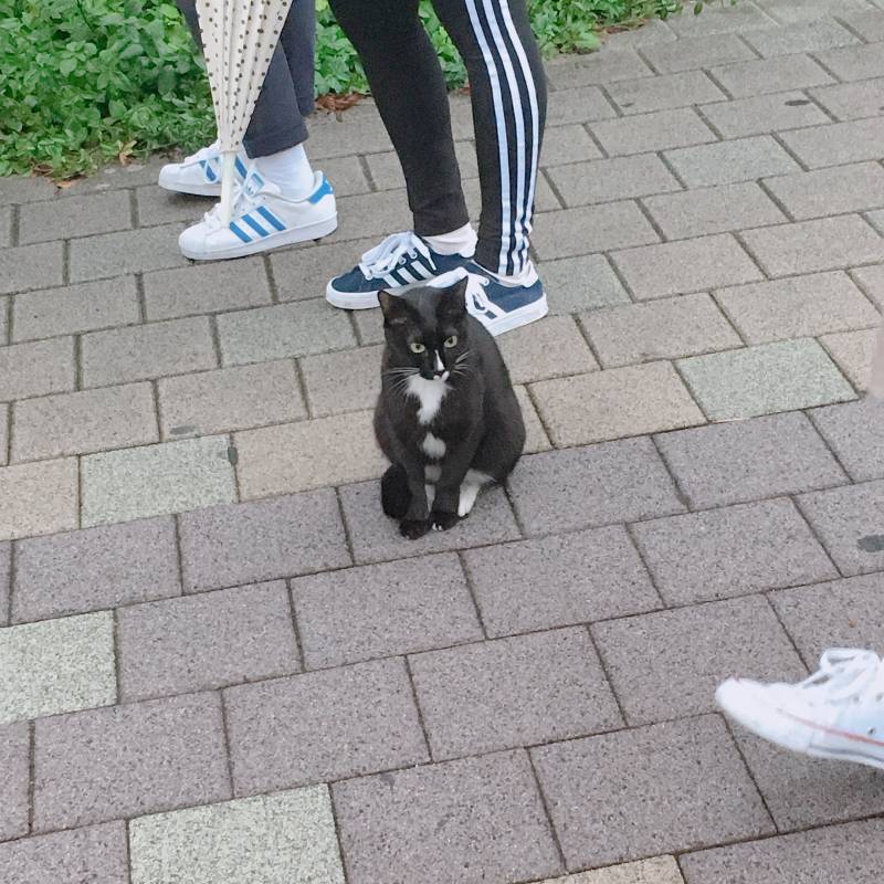 냥이 집사들아 고양이 귀 이러케 되면 무슨 기분인 거야? | 인스티즈