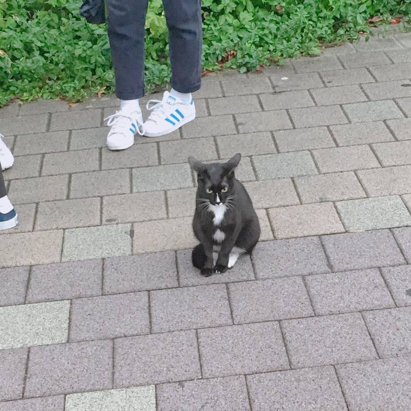 냥이 집사들아 고양이 귀 이러케 되면 무슨 기분인 거야? | 인스티즈