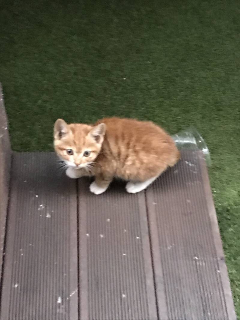 다들 오늘 길 지나가다 만난 애기 냥이를 봐줘ㅜㅜ | 인스티즈