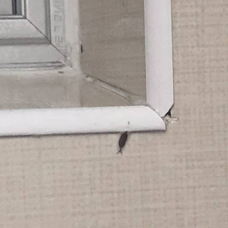 혹시 이거 무슨 벌레인지 아니? ㅠㅠ (혐오주의) | 인스티즈