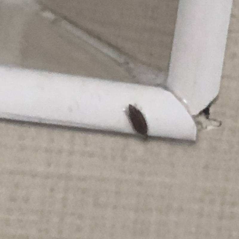 혹시 이거 무슨 벌레인지 아니? ㅠㅠ (혐오주의) | 인스티즈