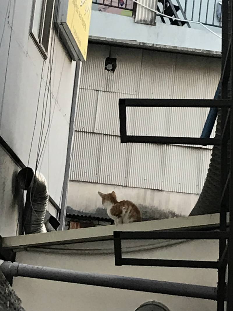 다들 오늘 길 지나가다 만난 애기 냥이를 봐줘ㅜㅜ | 인스티즈