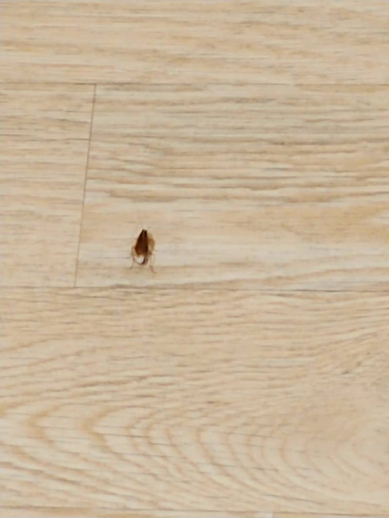 바퀴나왔어.......(혐오주의) | 인스티즈