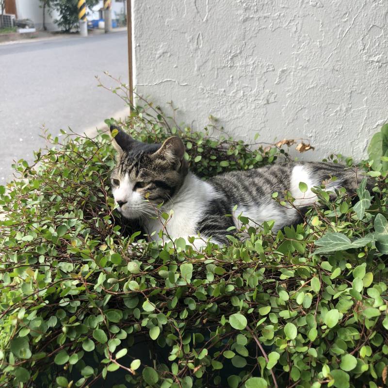 나만보기 아까워서 올리는 야옹이 사진 | 인스티즈