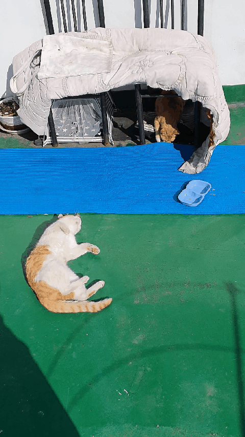 고양이 마따따비 진짜 좋아하는구나ㅋㅋㅋㅋㅋ | 인스티즈