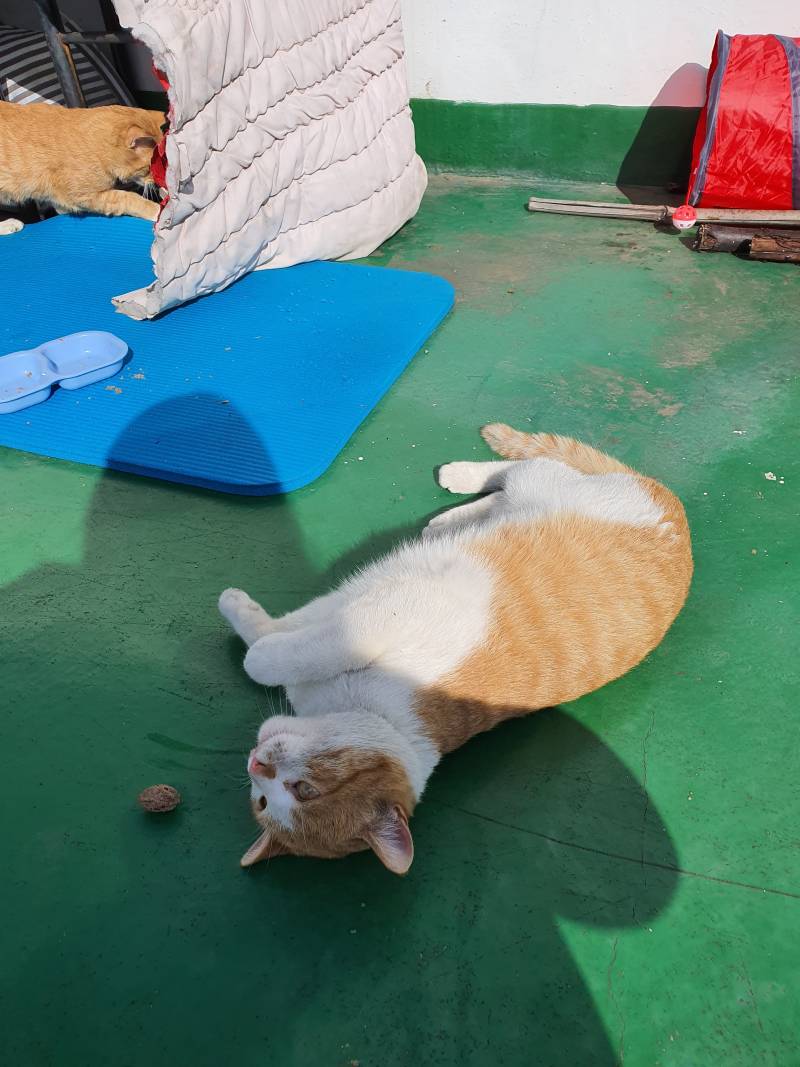 고양이 마따따비 진짜 좋아하는구나ㅋㅋㅋㅋㅋ | 인스티즈