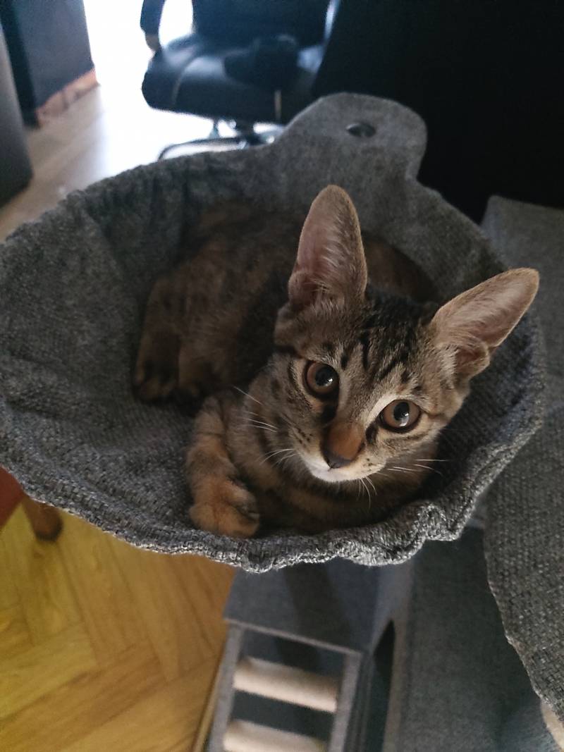 실시간 냥이 | 인스티즈