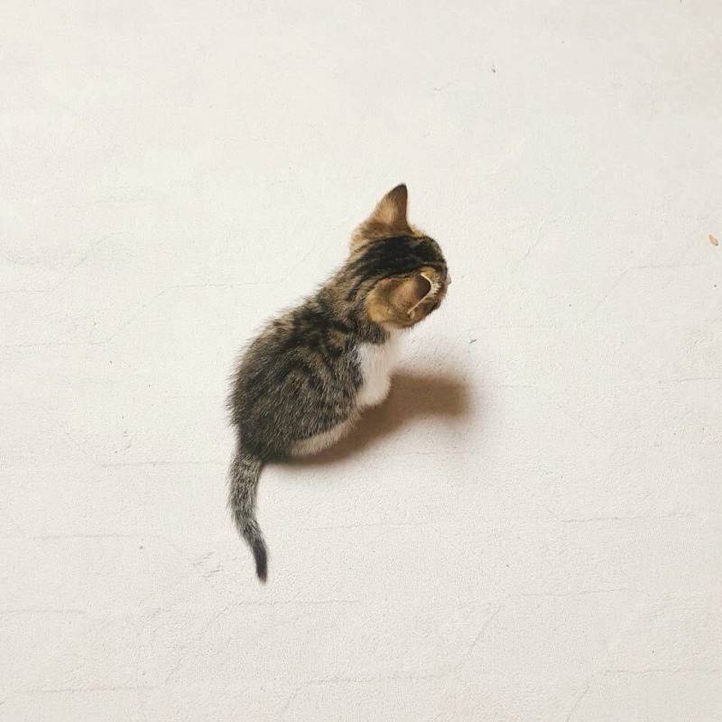 내는 조랭이떡... | 인스티즈