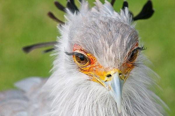 내가 본 조류 중에서 제일 아름답다..💕 | 인스티즈