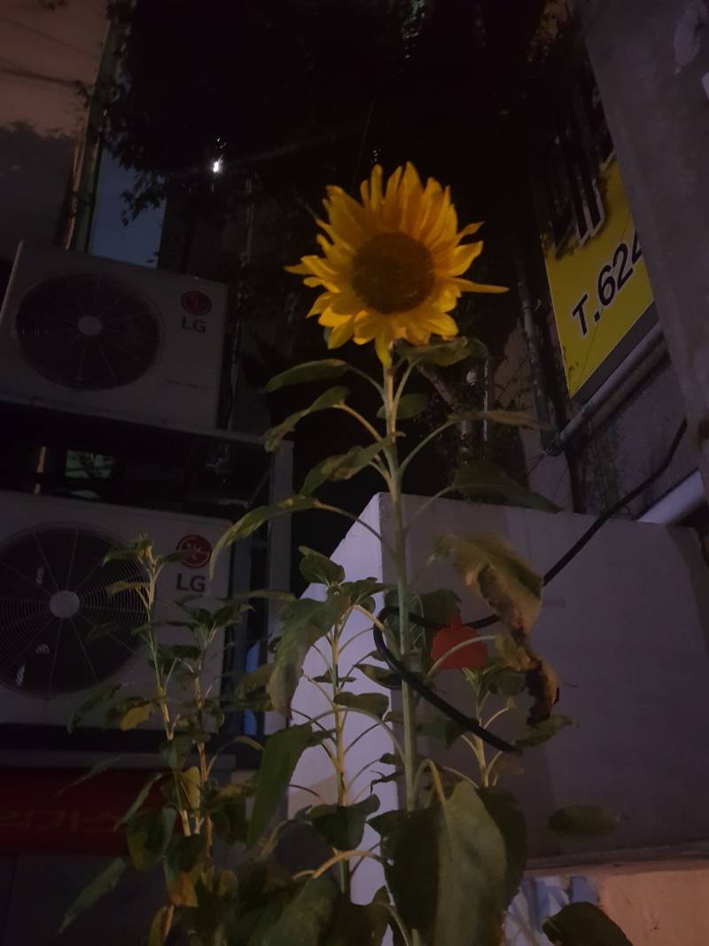 해바라기 안녕 | 인스티즈