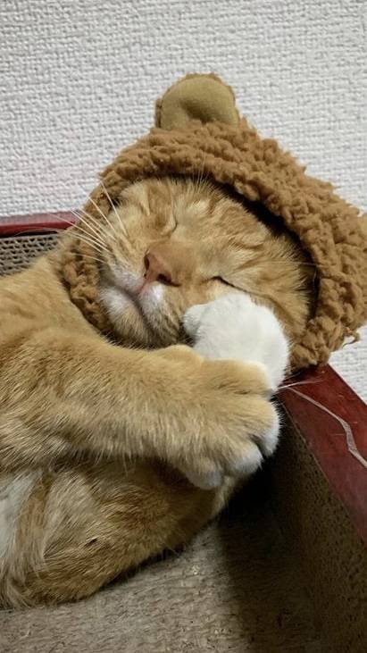 어쩌다 인별 피드에 뜬 고양이가 너무 귀여워,,, | 인스티즈