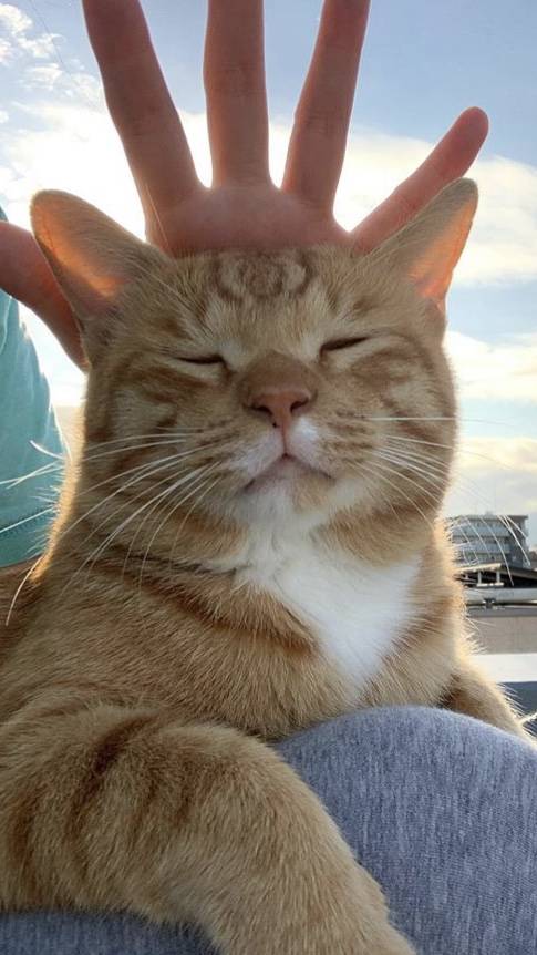 어쩌다 인별 피드에 뜬 고양이가 너무 귀여워,,, | 인스티즈