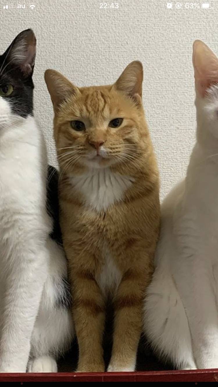 어쩌다 인별 피드에 뜬 고양이가 너무 귀여워,,, | 인스티즈