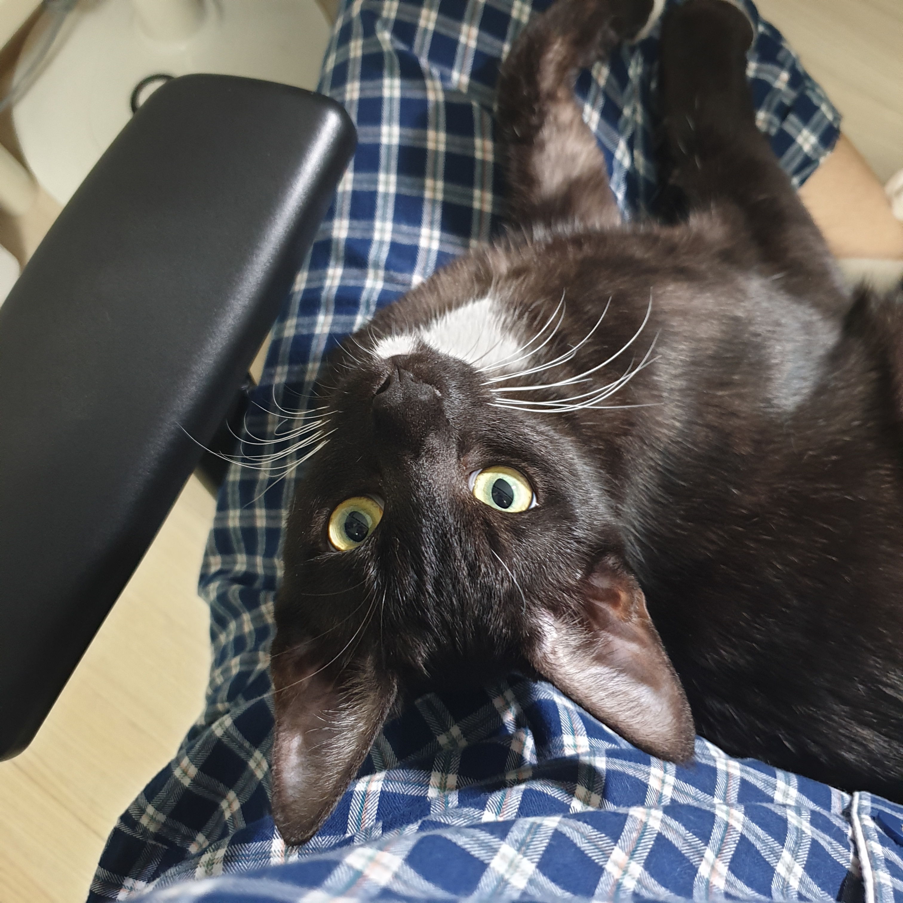 하.. 진짜 귀찮다고 해도 끈질기게 매달리네 | 인스티즈