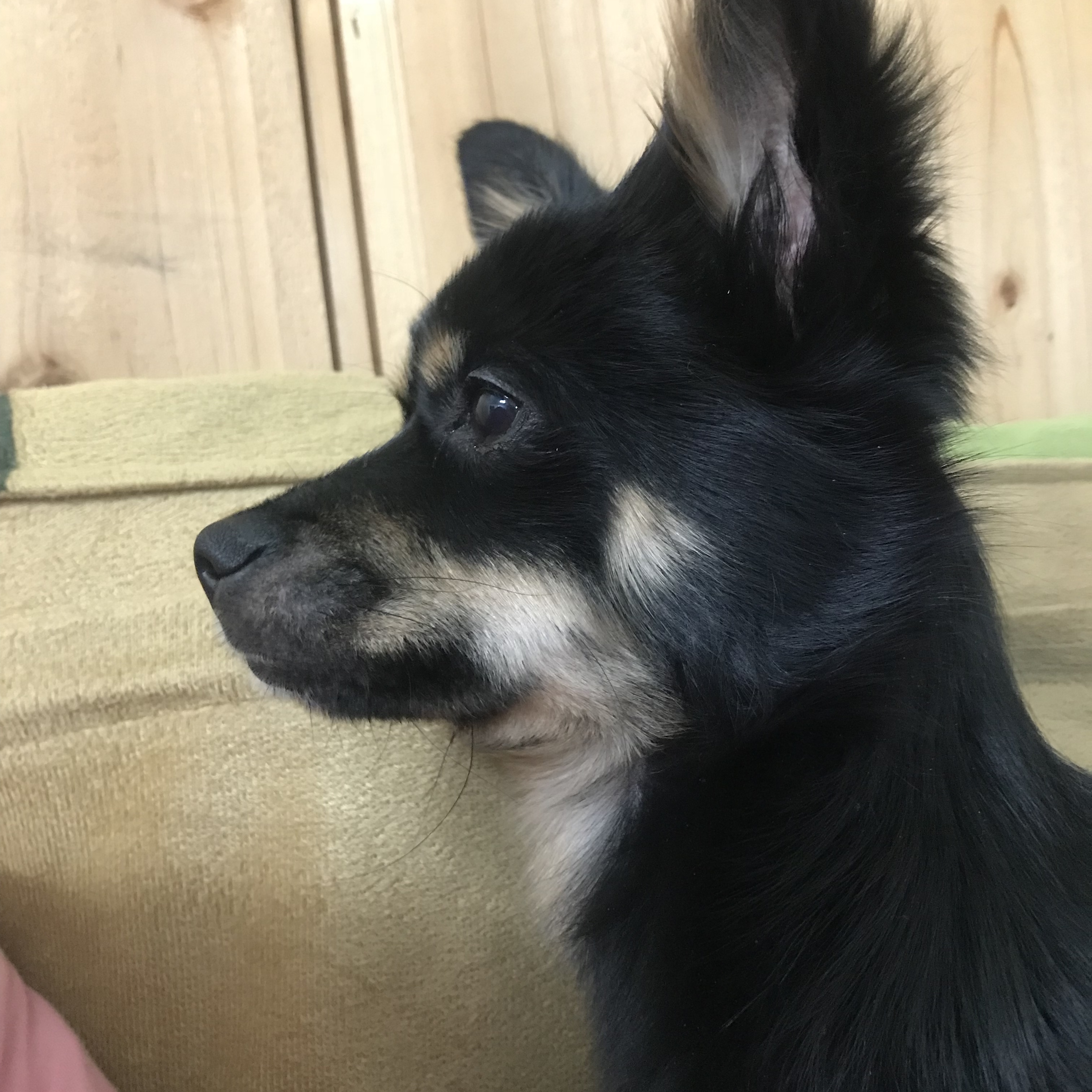 우리 집 몽몽이는 세상에 하나밖에 없눈 믹스야 40 | 인스티즈